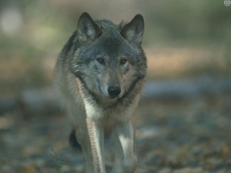 Gray Wolf Walking — Alert, Photograph