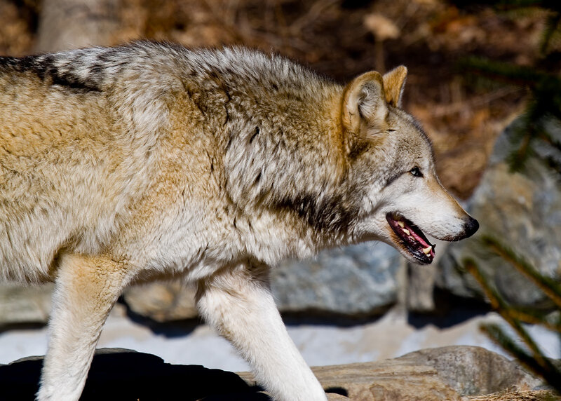 Gray Wolf Walking — Alert