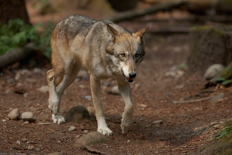 Gray Wolf Walking — Brown, Alert, Afternoon