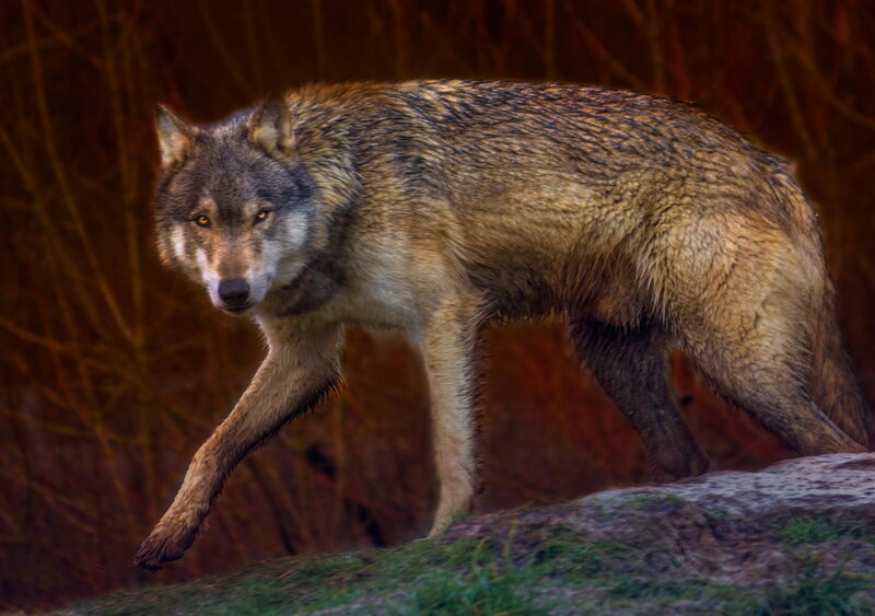 Gray Wolf Walking — Brown, Alert