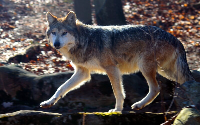Gray Wolf Walking — Brown