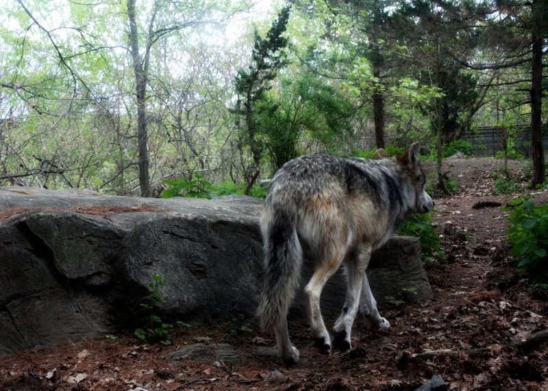 Gray Wolf Walking — Green, Natural