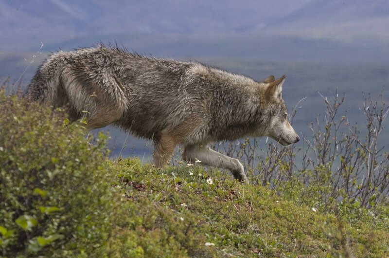 Gray Wolf Walking — Green