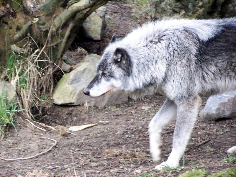 gray wolf walking in forest