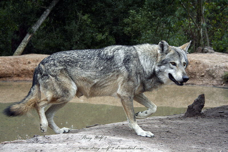 Gray Wolf Walking — Natural, Afternoon, Photograph