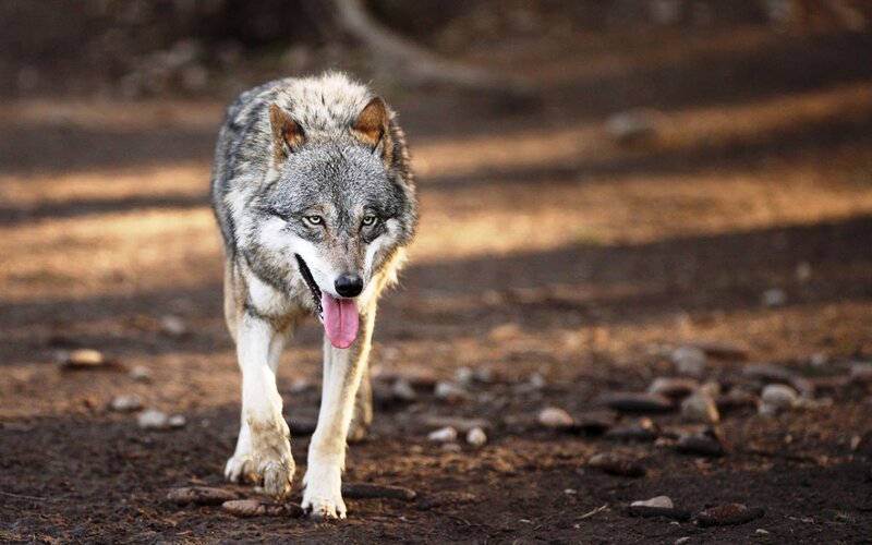 Gray Wolf Walking — Natural, Afternoon