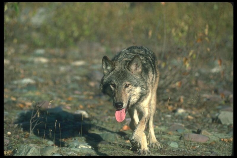 Gray Wolf Walking — Natural, Autumn