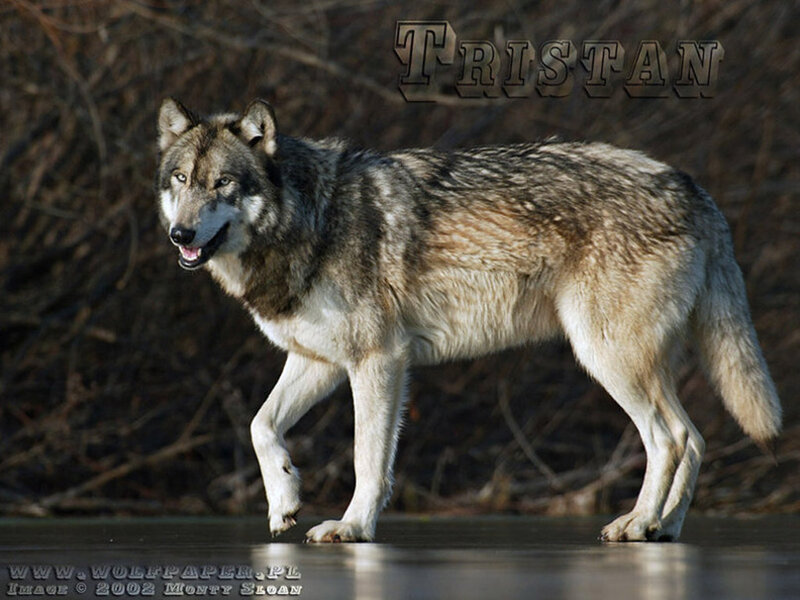 Gray Wolf Walking — Natural, Photograph