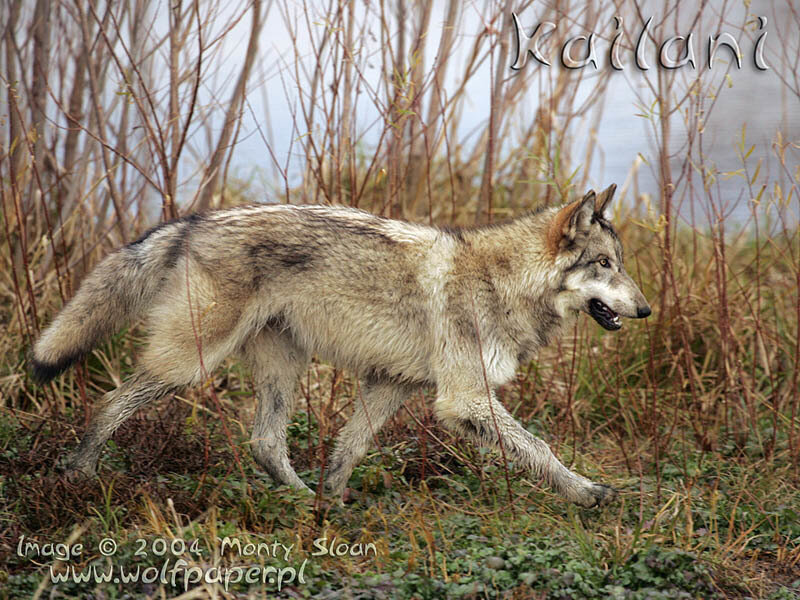 Gray Wolf Walking — Natural