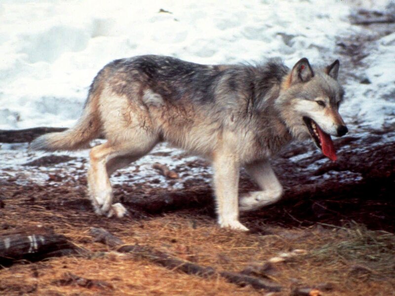 Gray Wolf Walking — Natural, Winter, Photograph, Snow