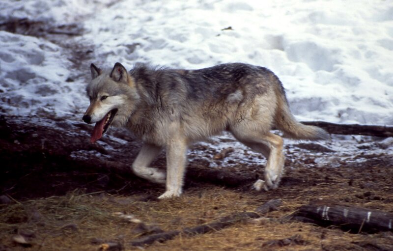 Gray Wolf Walking — Natural, Winter, Photograph