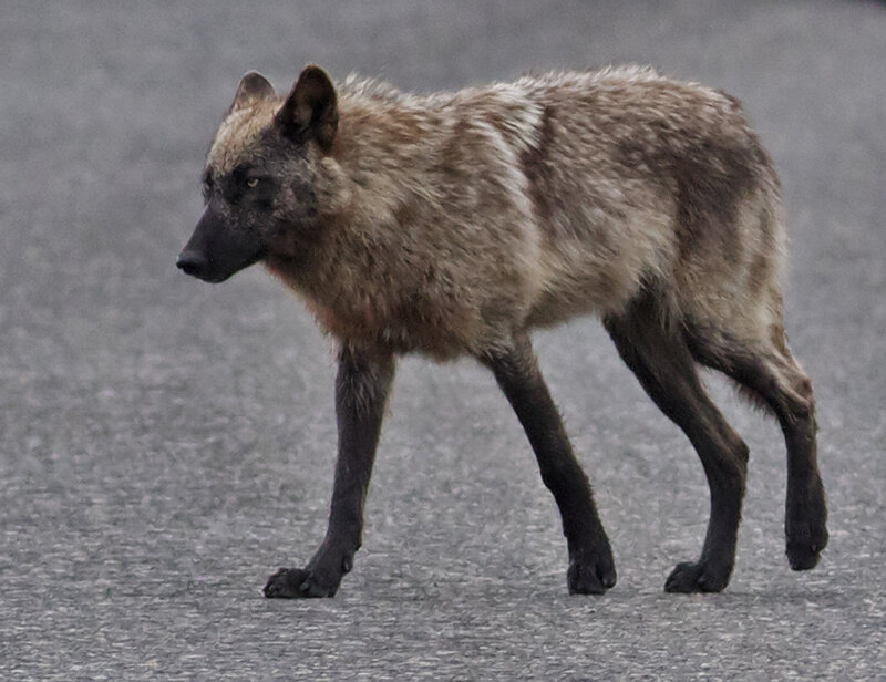 Gray Wolf Walking — Neutral