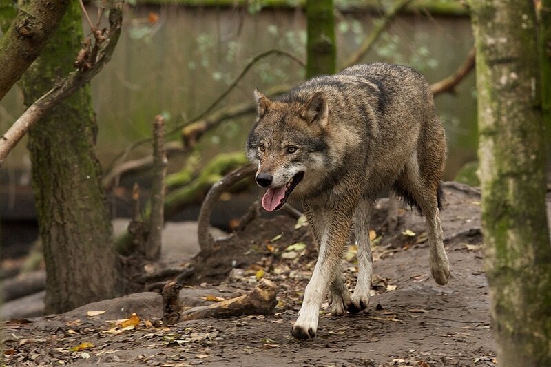 Gray Wolf Walking