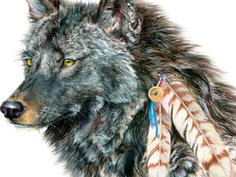 Gray Wolf with Feathers
