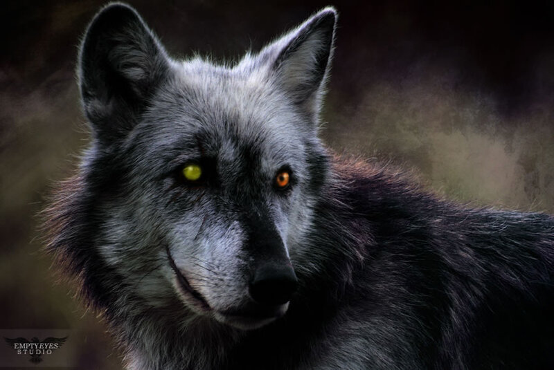 Gray Wolf with Glowing Eyes