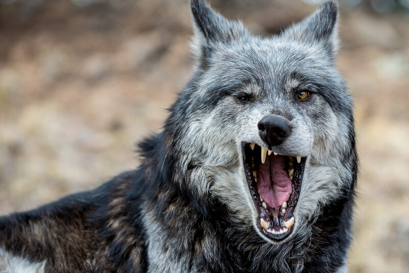 Gray Wolf with Open Mouth