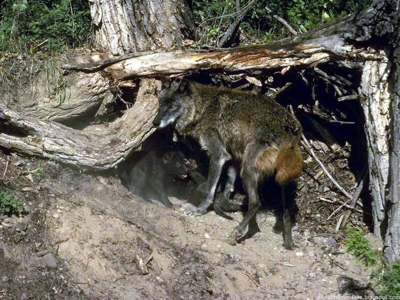 Gray Wolf with Pups