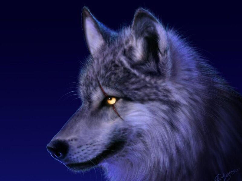 Gray Wolf with Scar
