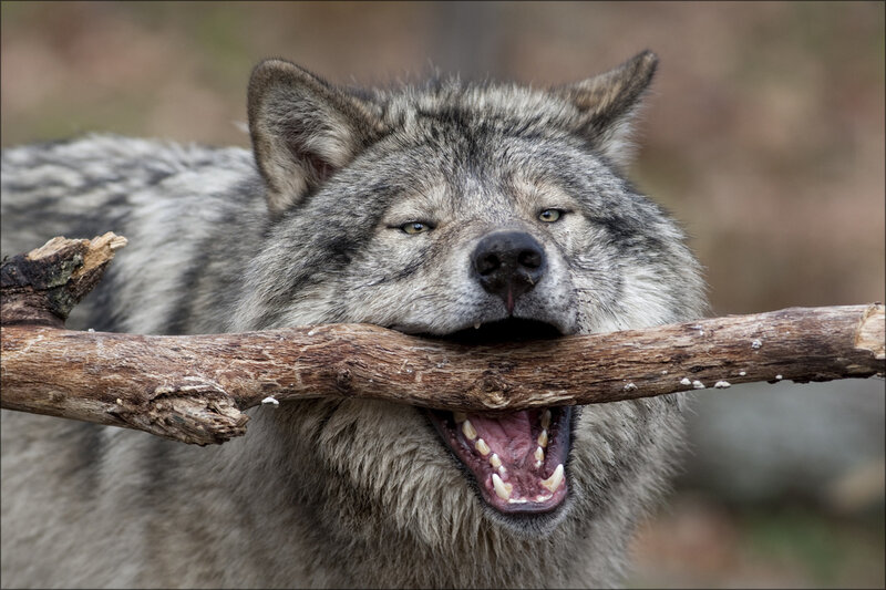 Gray Wolf with Stick