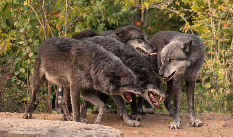 Gray Wolves in Forest