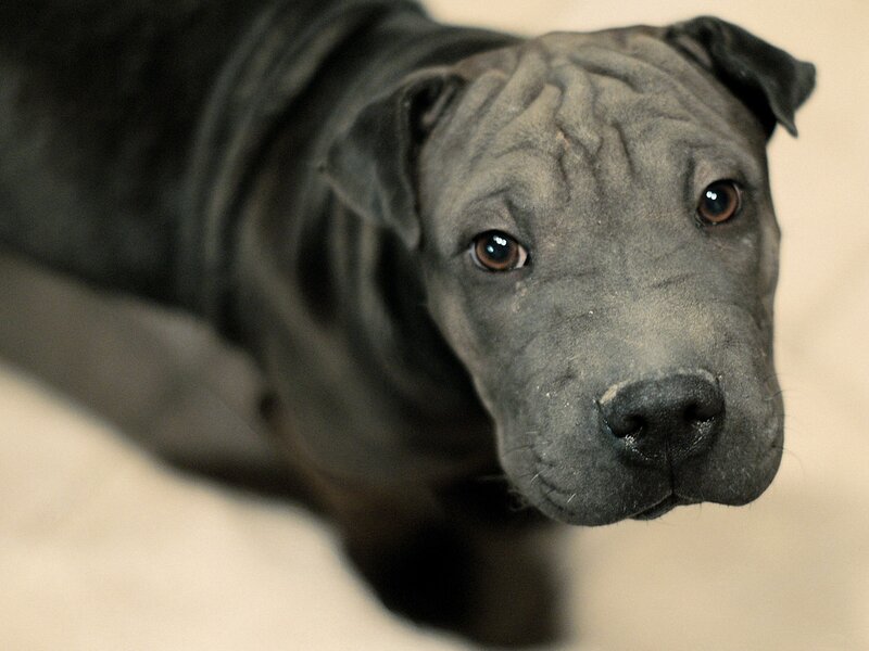 Gray Wrinkled Puppy — Calm
