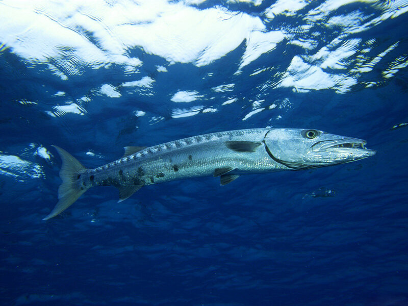 Great Barracuda Fish — Blue