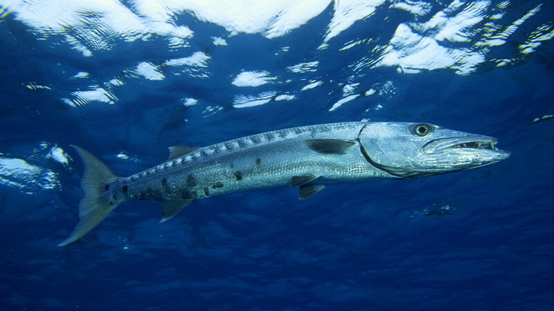 Great Barracuda Fish