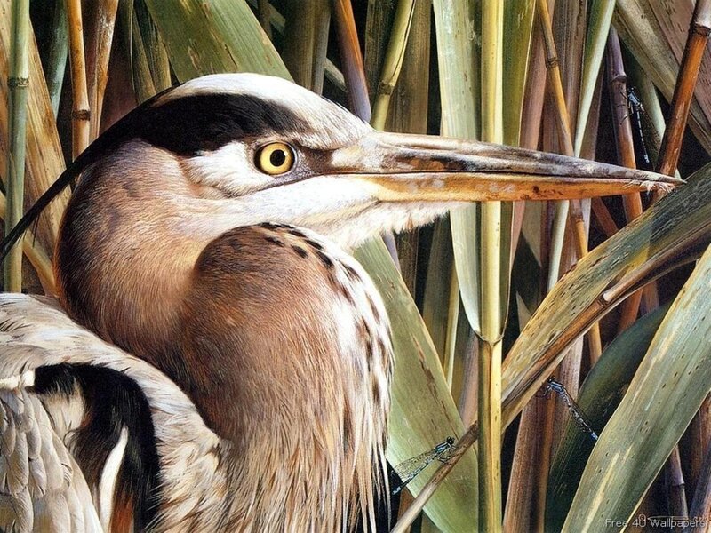 Great Blue Heron — Brown, Natural
