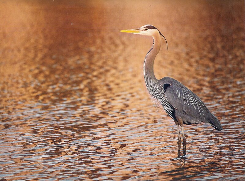 Great Blue Heron — Brown, Serene, Sunset