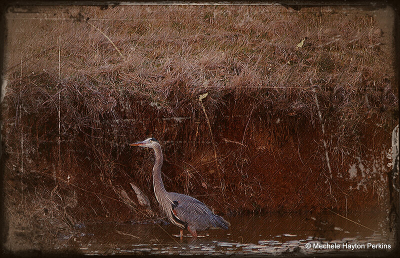 Great Blue Heron — Brown, Serene