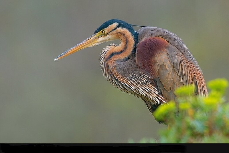 Great Blue Heron — Brown