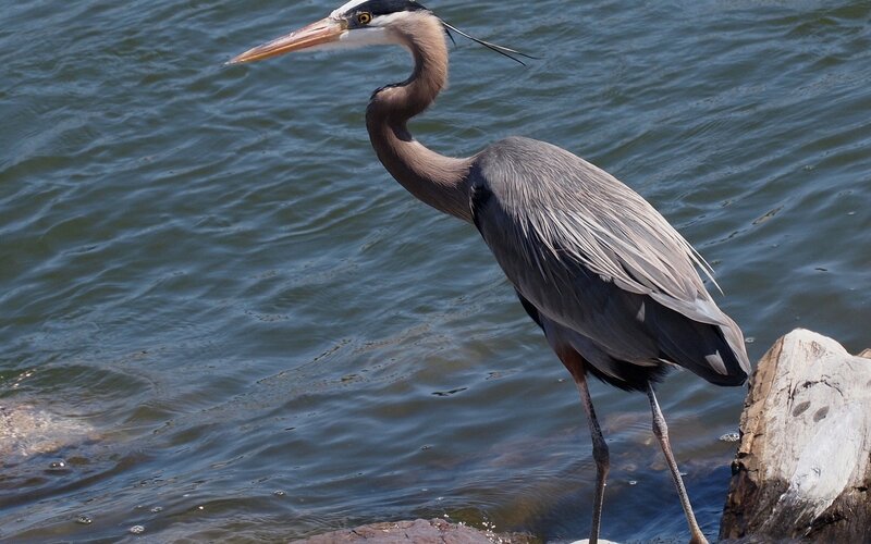 Great Blue Heron — Calm, Afternoon, Photograph