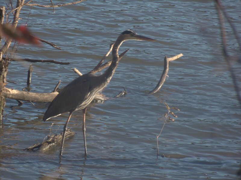 Great Blue Heron — Calm, Afternoon