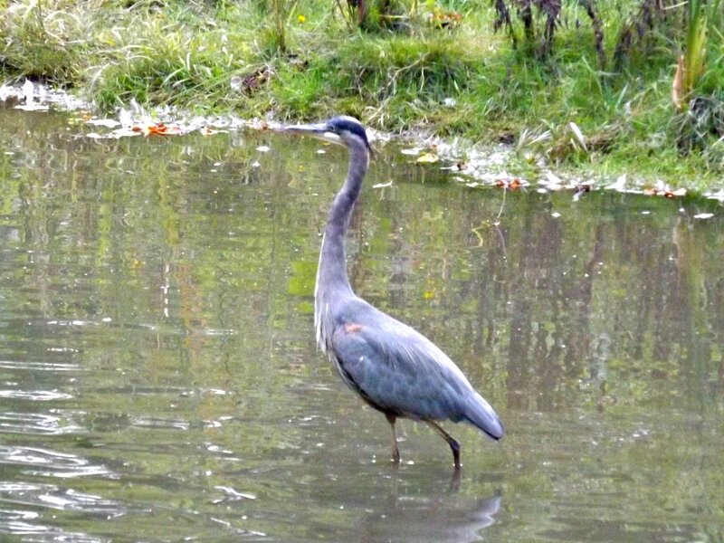 Great Blue Heron — Calm, Autumn
