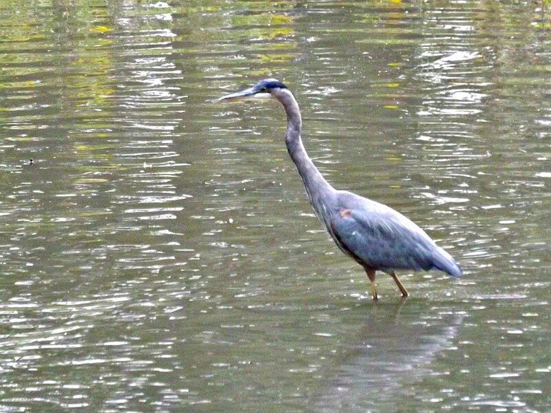 Great Blue Heron — Calm, Photograph