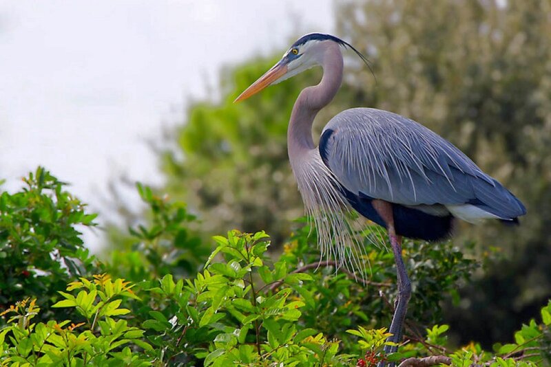 Great Blue Heron — Calm