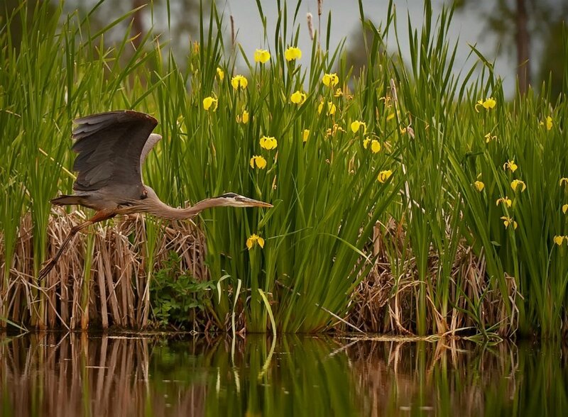 Great Blue Heron Flying