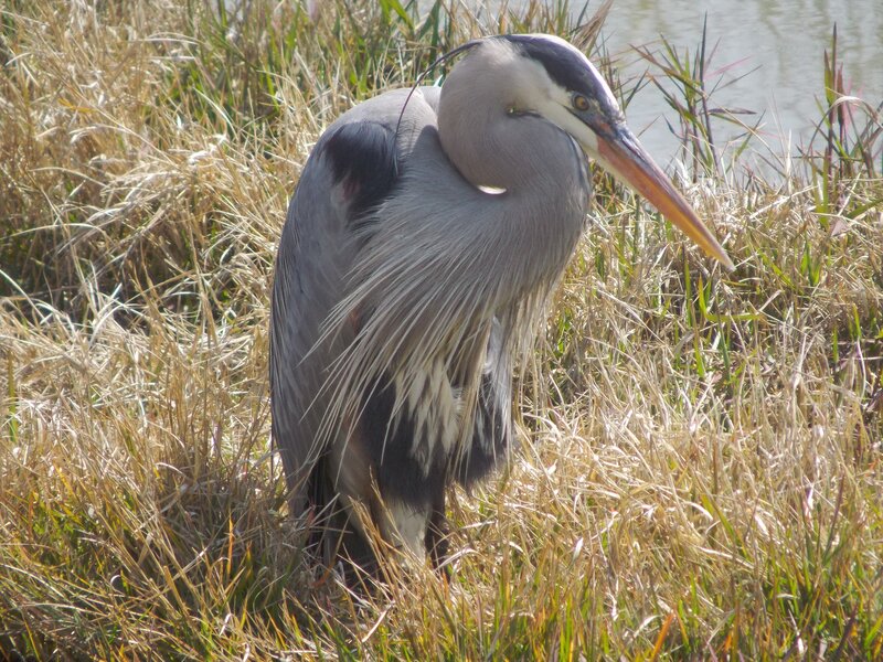 Great Blue Heron — Gray, Calm, Afternoon
