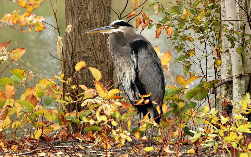 Great Blue Heron — Gray, Calm, Autumn, Photograph