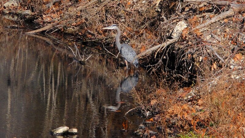 Great Blue Heron — Gray, Calm, Autumn