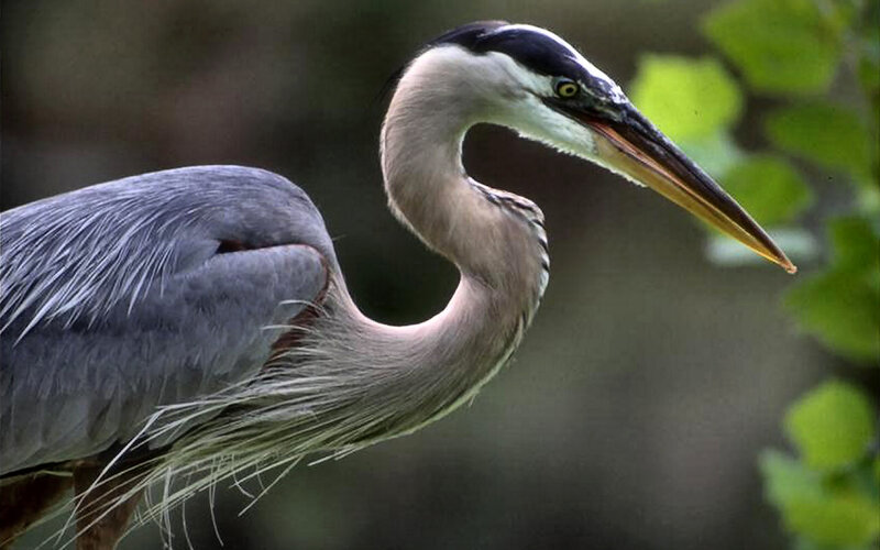 Great Blue Heron — Gray, Calm, Photograph, Bird, Beak