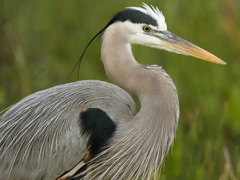 Great Blue Heron — Gray, Calm, Photograph, Bird