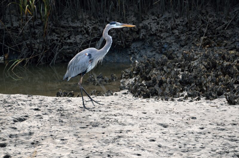 Great Blue Heron — Gray, Calm, Photograph, Mud
