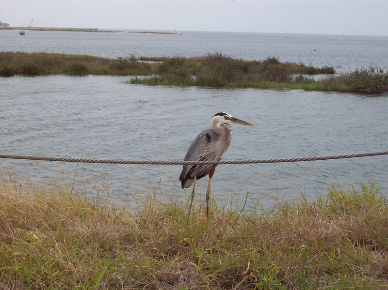 Great Blue Heron — Gray, Calm, Photograph