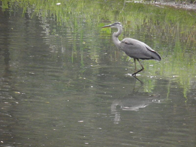 Great Blue Heron — Gray, Calm, Photograph, Water