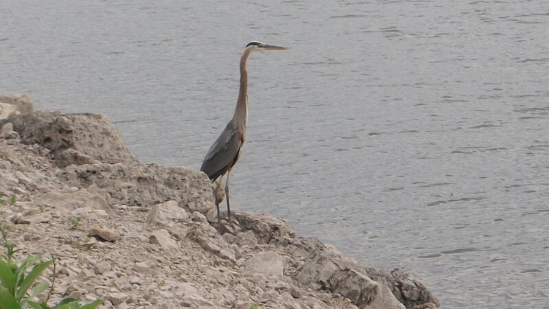 Great Blue Heron — Gray, Calm