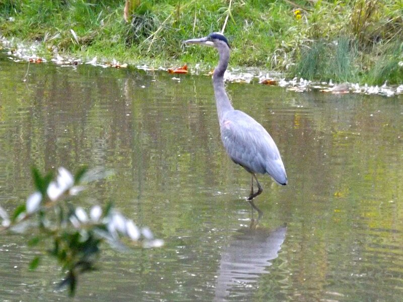 Great Blue Heron — Gray, Serene