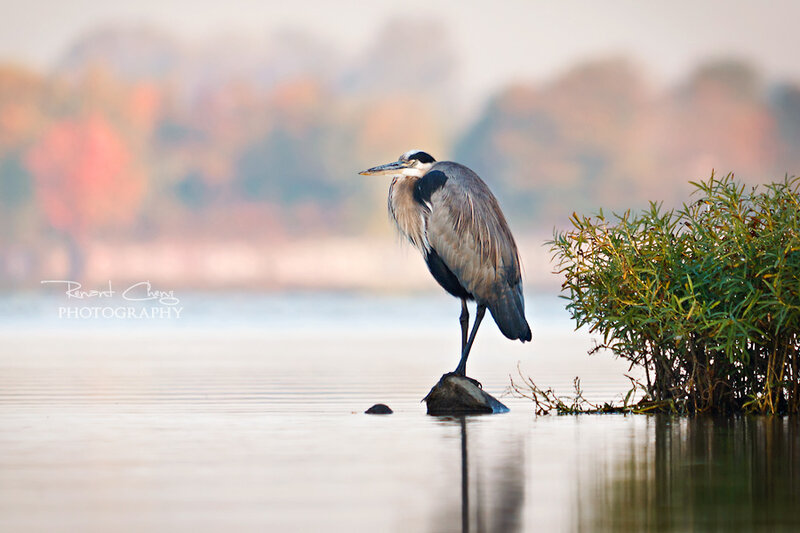 Great Blue Heron — Gray
