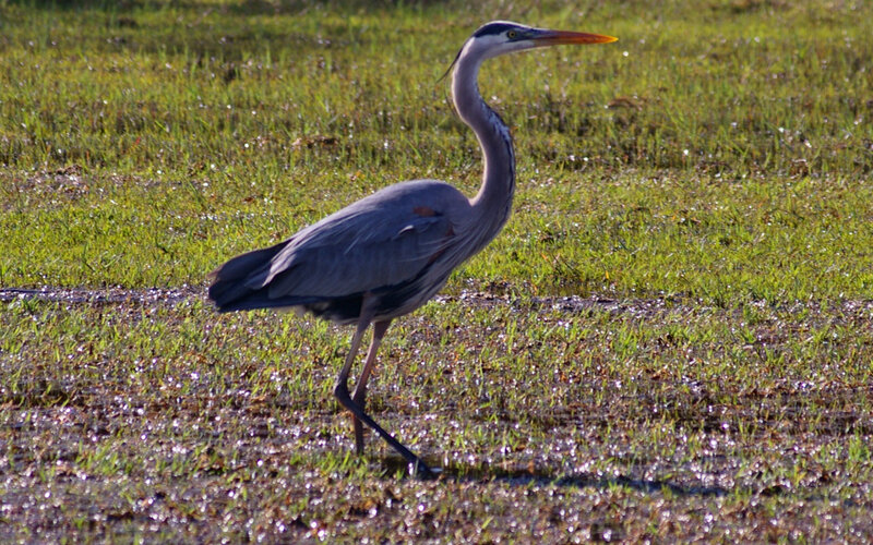 Great Blue Heron — Green, Calm, Afternoon