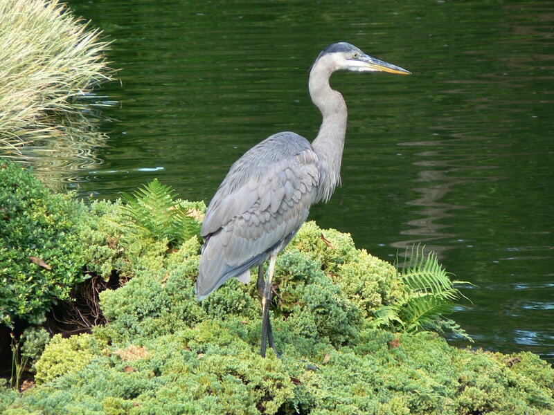 Great Blue Heron — Green, Calm